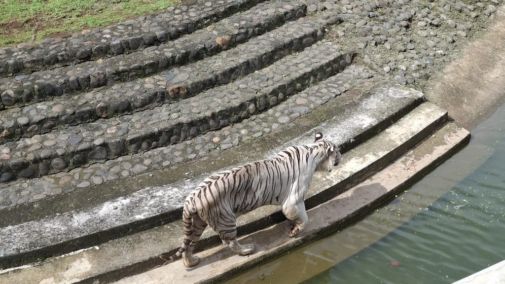 Harimau milik Pramono Anung di Taman Margasatwa Ragunan, Jakarta Selatan. tirto.id/Naufal majid Harimau Pramono Anung