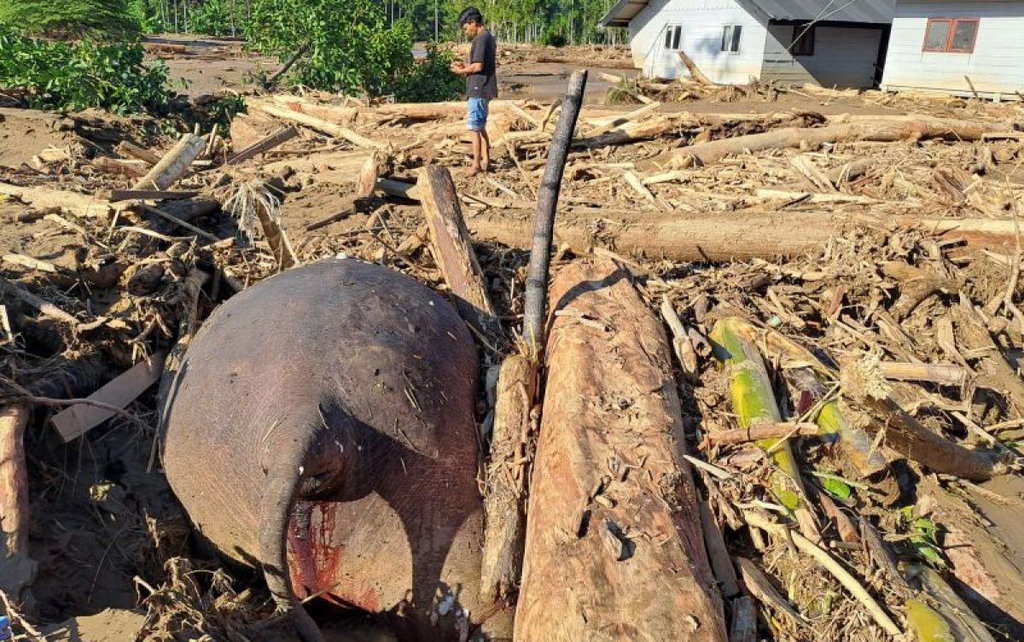 Seorang warga melintasi bangkai gajah sumatera yang ditemukan mati di daerah bencana banjir di Kabupaten Pidie Jaya, Aceh, Sabtu (29/11/2025). ANTARA/FB Anggoro Gajah ditemukan mati akibat banjir