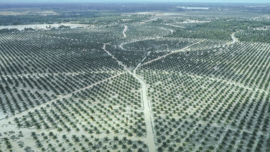 Kebun kelapa sawit tergenang sisa banjir bandang terlihat dari Helikopter Caracal Skadron Udara 8 Lanud Atang Sendjaja di Kabupaten Aceh Tamiang, Aceh, Rabu (3/12/2025). ANTARA FOTO/Erlangga Bregas Prakoso/app/nz Dampak banjir di Aceh Tamiang