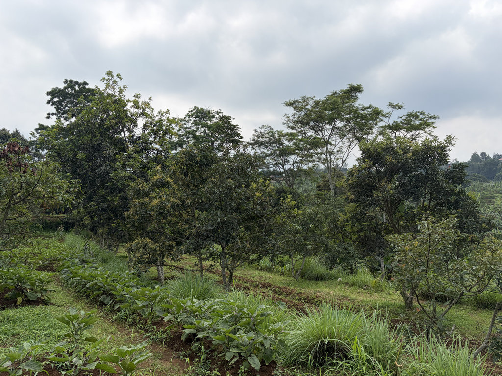 Agroforestri Cimande Heni Sri Sundani. tirto.id/M Fajar Nur Agroforestri Cimande