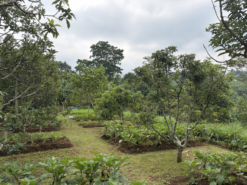 Agroforestri Cimande Heni Sri Sundani. tirto.id/M Fajar Nur Agroforestri Cimande