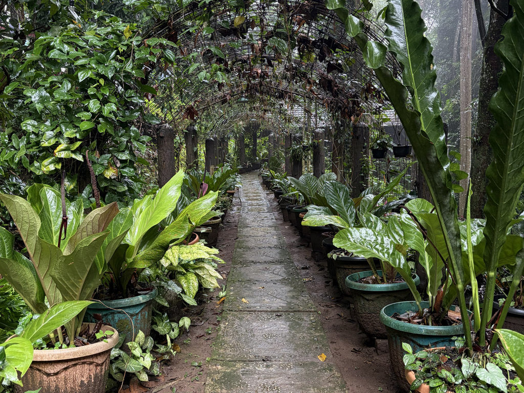 Lahan Hutan Organik Megamendung yang menempel rumah Bu Rosita. tirto.id/M Fajar Nur Lahan Hutan Organik Megamendung