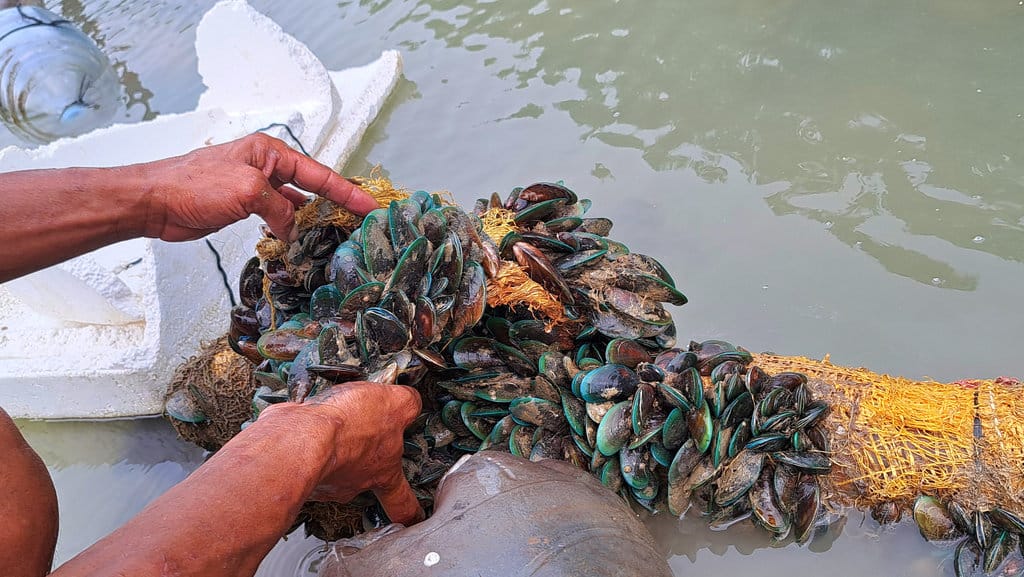 kerang saiful: Tangan Saiful Rozi mengangkat kerang hijau miliknya, Kamis (25/12/2025). tirto.id/Baihaqi Annizar Budidaya Kerang Hijau