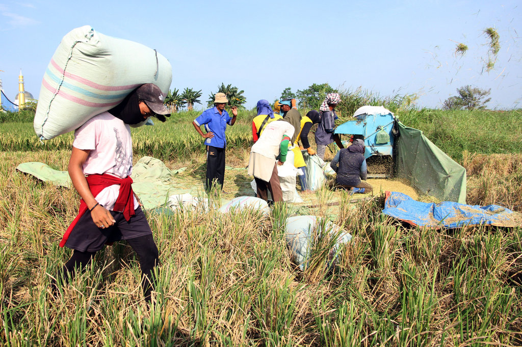 Petani memikul gabah hasil panen di Kelurahan Martubung, Medan, Sumatera Utara, Selasa (27/1/2026). ANTARA FOTO/Yudi Manar/aww. Serapan gabah petani selama 2025 di Sumut