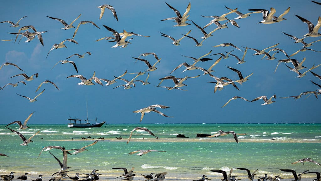 Ratusan burung camar laut paruh kuning (Larus cachinnans) terbang di wilayah timur perairan tepi pantai ang menjadi salah satu petunjuk arah nelayan untuk mencari ikan di perairan Kepulauan Masalembu. ANTARAFOTO/ Aji Styawan Menghalau keterbatasan di tengah laut jawa