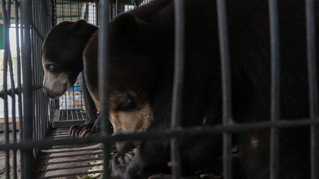 Dua ekor beruang madu (Helarctos malayanus) ditempatkan dalam kandang di Kantor Balai Besar Konservasi Sumber Daya Alam (BBKSDA) Jawa Barat Seksi Konservasi Wilayah I, Kota Serang, Banten, Rabu (25/2/2026). BBKSDA Jawa Barat Seksi Konservasi Wilayah I mengevakuasi sepasang beruang madu berumur sekitar 3-4 tahun dari salah satu tempat wisata yang sudah tidak beroperasi dalam kondisi sehat yang kemudian akan direhabilitasi sebelum dilepasliarkan ke habitat asalnya. ANTARA FOTO/Angga Budhiyanto BBKSDA evakuasi dua ekor beruang madu