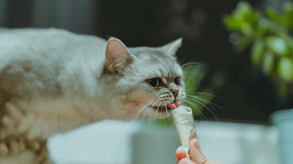 Ilustrasi snack kucing. FOTO/pexels.com ilustrasi snack kucing
