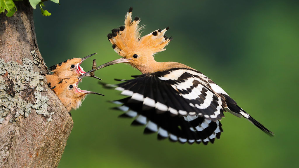 Burung Hudhud. FOTO/iStockphoto Burung Hudhud