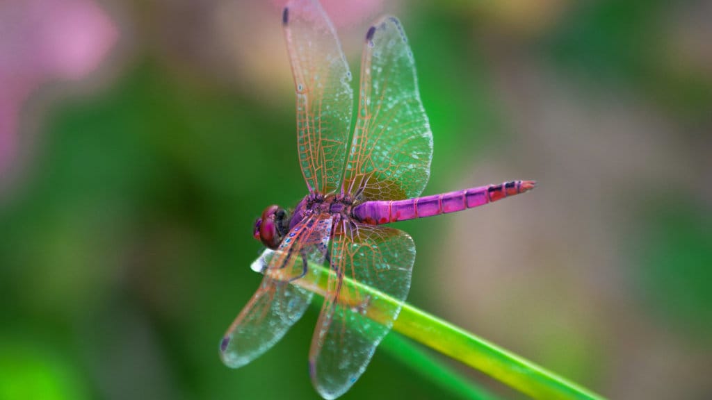 Capung. FOTO/iStockphoto Capung