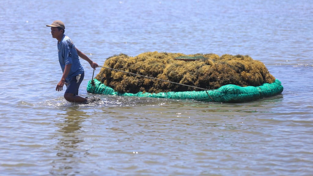 Pekerja memanen rumput laut jenis Glacilaria Sp di areal tambak Desa Pabean udik, Indramayu, Jawa Barat, Senin (13/4/2026). ANTARA FOTO/Dedi Suwidiantoro/wsj. Kementerian UMKM siapkan rumput laut untuk pengganti nafta