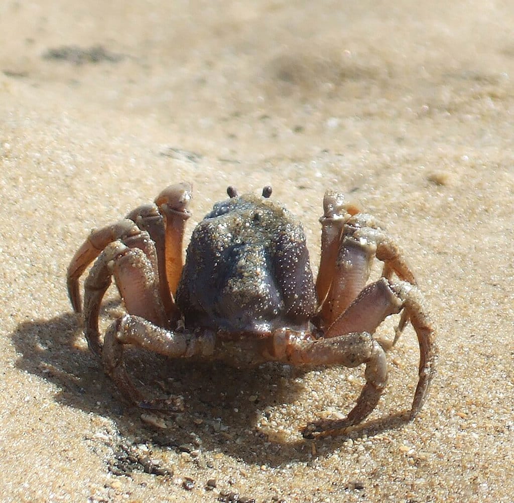 ilustrasi kepiting. wikimedia/Stevage ilustrasi kepiting