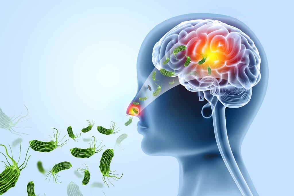 ilustrasi amuba otak. foto/istockphoto ilustrasi amuba otak