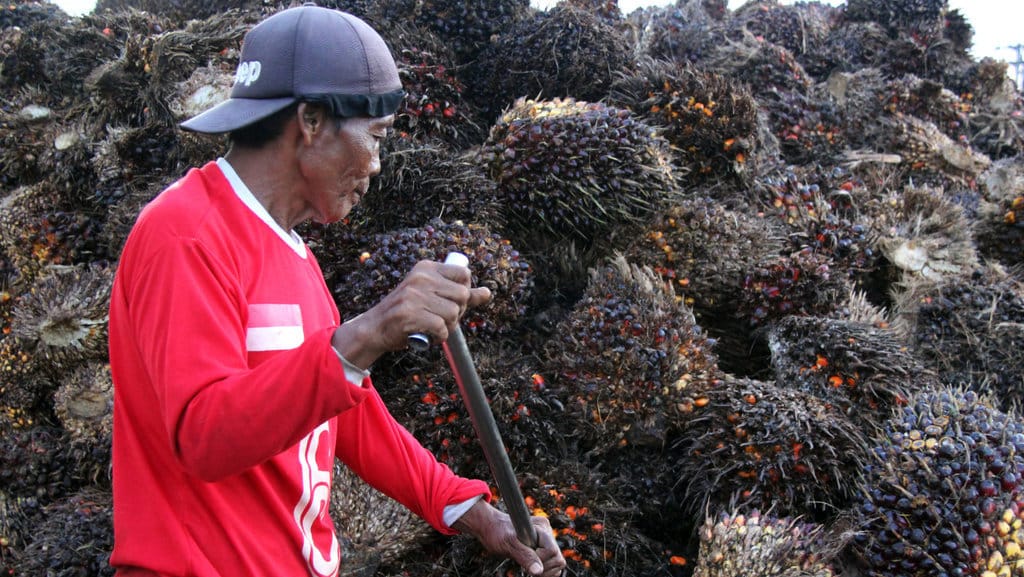 Pekerja memindahkan tandan buah segar sawit yang dibeli dari petani di tempat jual beli tanda buah segar (RAM) di Desa Purnama Dumai, Riau, Rabu (13/5/2026). ANTARA FOTO/Aswaddy Hamid/agr Harga TBS Sawit naik di Dumai