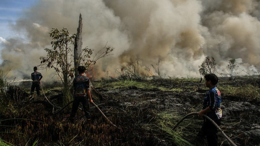 Petugas pemadam kebakaran Dinas Kehutanan Kalteng berusaha memadamkan api yang membakar lahan gambut di Kelurahan Bukit Tunggal, Palangka Raya, Kalimantan Tengah, Minggu (12/7/2026). Pemerintah Kota Palangka Raya telah menetapkan status siaga darurat kebakaran hutan dan lahan (karhutla) sejak 1 Juni hingga Agustus 2026 sebagai bentuk kesiapsiagaan menghadapi musim kemarau mengingat telah terjadinya beberapa titik peristiwa karhutla di wilayah Palangka Raya. ANTARA FOTO/Auliya Rahman/bar Siaga darurat kebakaran hutan dan lahan di Palangka Raya