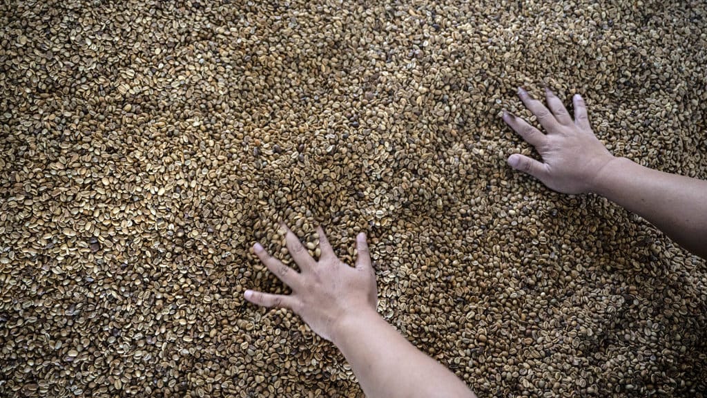 Pekerja memilah biji kopi arabika yang sedang menjalani proses washed di gudang CV Kwadungan Java Coffee, kawasan Lereng Gunung Sindoro, Kledung, Temanggung, Jawa Tengah, Rabu (15/7/2026). ANTARA FOTO/Aprillio Akbar/hma Target nilai ekspor komoditas kopi nasional