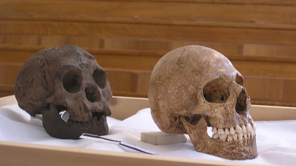 Homo floresiensis. FOTO/commons.wikimedia.org/ Homo floresiensis