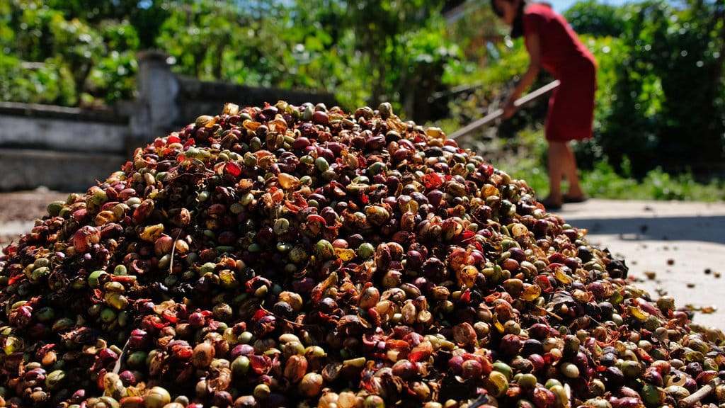 Warga menjemur kopi robusta di Kalisalam, Candiroto, Temanggung, Jawa Tengah, Senin (20/7/2026). Dinas Ketahanan Pangan, Pertanian dan Perikanan (DKPPP) Kabupaten Temanggung mendorong petani kopi melakukan petik merah guna meningkatkan kualitas hasil panen di tengah menurunnya produksi kopi pada panen raya 2026. ANTARA FOTO/Anis Efizudin/sgd Petik merah upaya meningkatkan kualitas kopi robusta