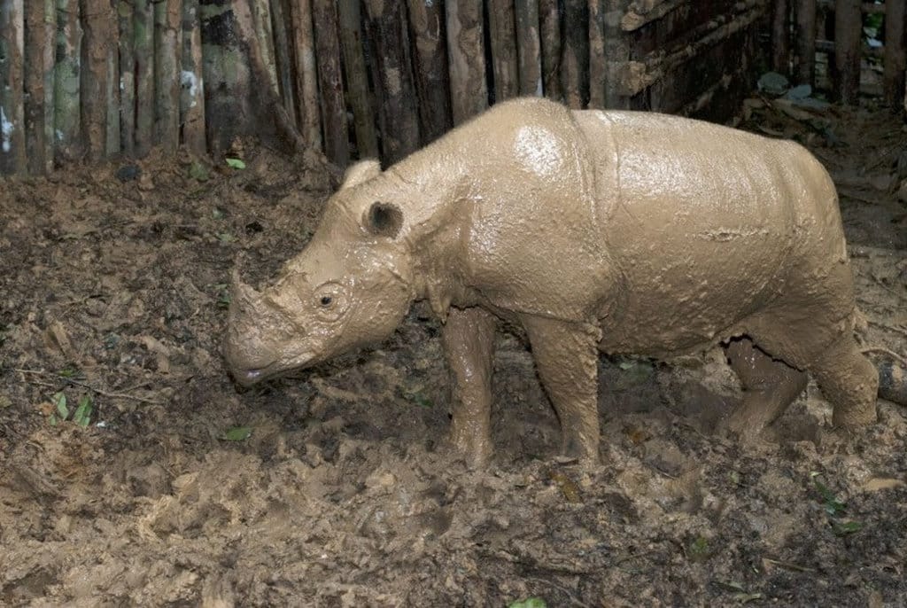 Badak Sumatra (Dicerorhinus sumatrensis) di Kutai Barat, Kalimantan Timur. ANTARA FOTO/Sugeng Hendratno/pras/kye/16. Badak Sumatra