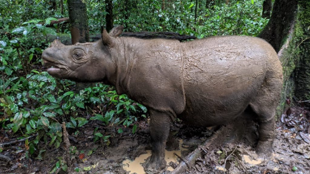 Badak Kalimantan terancam punah. (FOTO/Diskominfo Kaltim) Badak Kalimantan