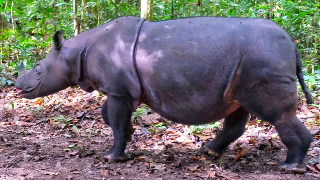 Badak Kalimantan (Dicerorhinus sumatrensis harrissoni) salah satu subspesies badak Sumatra, hewan endemik Borneo. (FOTO/bksdakaltim.ksdae.kehutanan.go.id) Badak Kalimantan