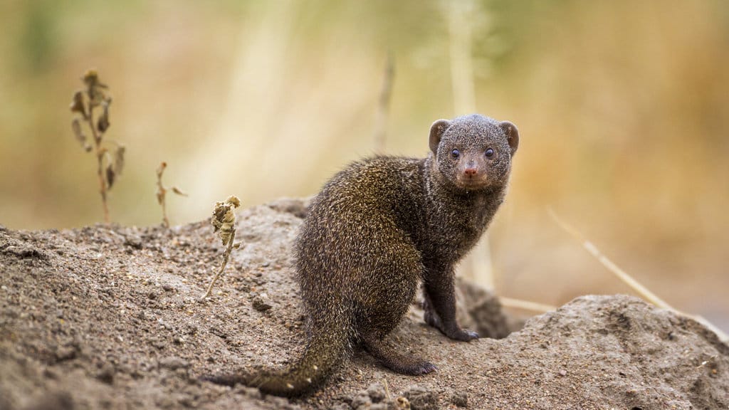 Dwarf Mongoose. FOTO/iStockphoto dwarf mongoose