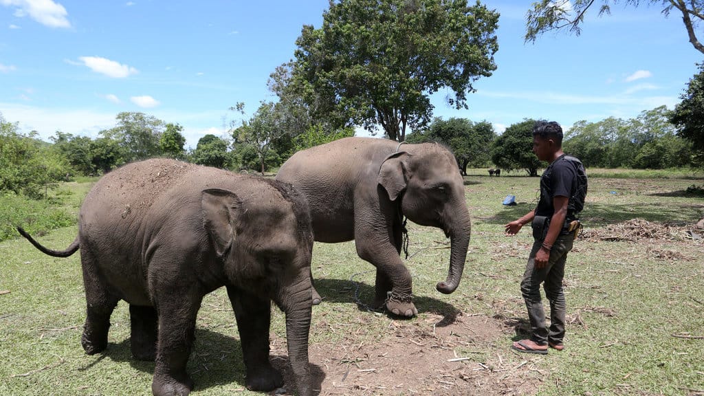 Pawang (mahout) Pusat Latihan Gajah (PLG) Saree merawat dan melatih gajah sumatra (elephas maximus sumatranus) jinak di Saree, Aceh Besar, Aceh, Senin (27/7/2026). PLG Saree memiliki 27 ekor gajah jinak untuk menangani konflik satwa dan menggiring gajah liar yang memasuki kawasan pemukiman serta perkebunan warga di Provinsi Aceh. ANTARA FOTO/Irwansyah Putra/nz. Merawat dan melatih gajah jinak PLG Saree