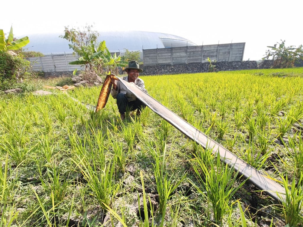 Petani, Saepudin (62) saat berkegiatan di sawah lahan garapan, Kecamatan Gedebage, Kota Bandung, Kamis (23/7/2026). Dia berulangkali memastikan ketersediaan air dari parit selokan dan sumur buatan sederhana. Muhamad Nizar/tirto.id. Kekeringan Bandung Jawa Barat