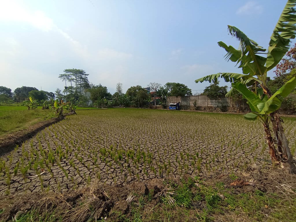 Kondisi kekeringan lahan persawahan di Kecamatan Gedebage, Kota Bandung, Kamis (23/7/2026). Muhamad Nizar/tirto.id. Kekeringan Bandung Jawa Barat