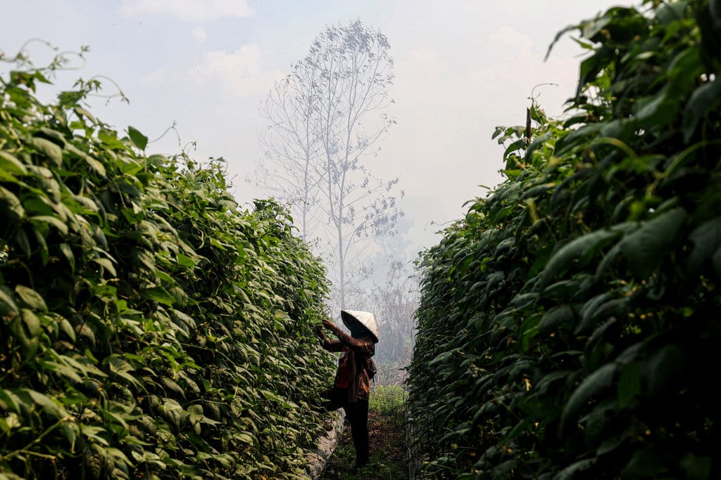 Seorang petani memetik kacang panjang di ladangnya yang berbatasan dengan lahan gambut yang terbakar di Dusun Sidomulyo, Desa Limbung, Kecamatan Sungai Raya, Kabupaten Kubu Raya, Kalimantan Barat, Minggu (2/8/2026). BMKG Kalimantan Barat mencatat hasil pantauan sensor VIIRS dan MODIS pada satelit polar per 1 Agustus 2026 menunjukkan terdapat 762 titik panas kebakaran hutan dan lahan yang tersebar di 12 kabupaten di provinsi setempat yaitu antara lain Ketapang, Sanggau, Sekadau, Melawi, dan Kubu Raya. ANTARA FOTO/Jessica Wuysang/sgd Sebaran titik panas di Kalimantan Barat