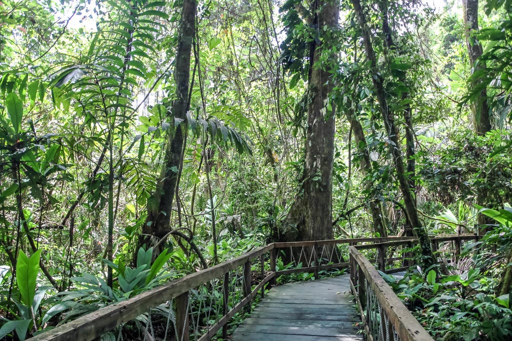 Hutan Reforestasi di Kosta Rika. wikijedia commons/Dr. Thomas Liptak Hutan Reforestasi Kosta Rika