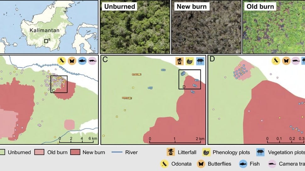Peta lokasi studi, menggambarkan lokasi survei di dalam Taman Nasional Sebangau dan di Kalimantan (A), serta pada skala spasial yang relevan (B–D). Area studi ini berpusat di sekitar 2°19′00' S dan 113°54′29' E serta terdiri dari hutan gambut ombrogenous yang rendah (5 hingga 25 masl). Beberapa bagian hutan terbakar secara berkala, menciptakan mosaik hutan yang sebagian besar tidak terbakar dengan area yang terbakar pada waktu yang berbeda. Harrison, M.E., et al. (2024). Foto: Harrison, M.E. dalam 'Impacts of Fire and Prospects for Recovery in a Tropical Peat Forest Ecosystem' jurnal Proceedings of the National Academy of Sciences (PNAS). Beberapa bagian hutan terbakar secara berkala menciptakan mosaik