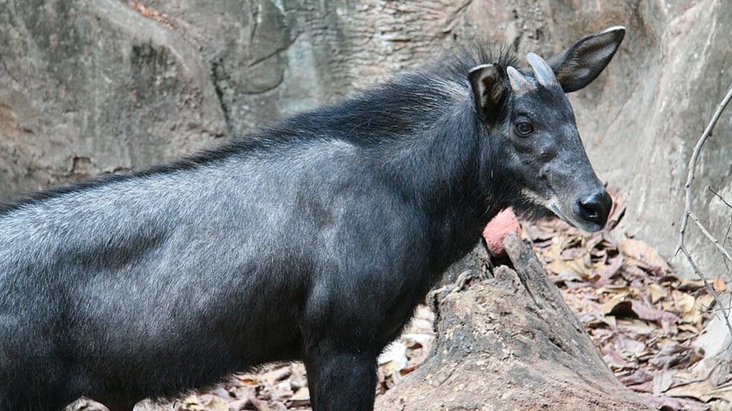Seekor Serow (Capricornis sumatraensis) di Kebun Binatang Dusit, Bangkok, Thailand. (FOTO/Wikipedia) Serow