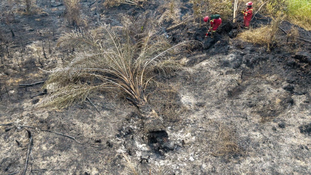Foto udara Petugas dari Manggala Agni Daops Sumatera IX-Kota Jambi melakukan pemadaman kebakaran lahan gambut di Desa Kota Bumi, Kecamatan Tanjung Lubuk, Kabupaten Ogan Komering Ilir (OKI), Sumatera Selatan, Rabu (26/8/2026). ANTARA FOTO/Nova Wahyudi/nym. Pemadaman kebakaran lahan gambut di Kabupaten OKI