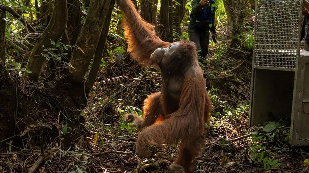 Tim gabungan BKSDA Kalbar Seksi Konservasi Wilayah I Ketapang, Balai Taman Nasional Gunung Palung (Tanagupa), Yayasan Inisiasi Alam Rehabilitasi Indonesia (YIARI), dan masyarakat mengevakuasi tiga individu orangutan dari perkebunan masyarakat di Desa Tanjungpura, Kecamatan Muara Pawan, Kabupaten Ketapang, Kalimantan Barat. ANTARA/HO-BKSDA Kalbar Evakuai Orangutan BKSDA Kalbar