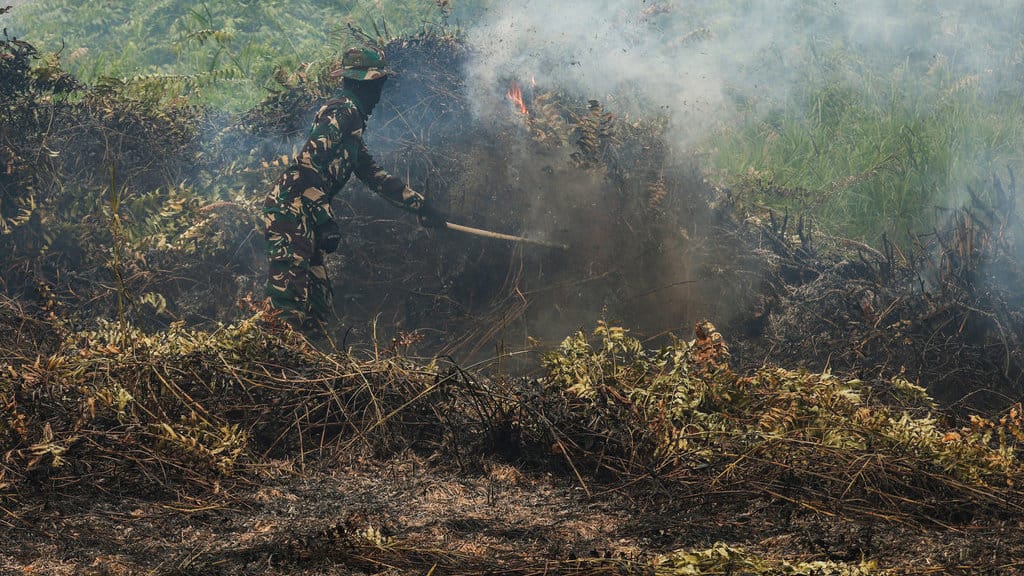 Personel Yon TP 822/Hulubalang memukul api yang membakar semak-semak menggunakan dahan saat menangani kebakaran lahan gambut di Dusun Lintang Batang, Desa Teluk Bakung, Kecamatan Sungai Ambawang, Kabupaten Kubu Raya, Kalimantan Barat, Senin (31/8/2026). Tim gabungan Yon TP 822/Hulubalang, Koramil 1207-06/Sungai Ambawang, BPBD dan relawan damkar terus berupaya memadamkan kebakaran lahan gambut seluas 10 hektare di area Jalur Trans Kalimantan yang terjadi sejak Minggu (30/8) itu walau terkendala minimnya sumber air di kawasan tersebut. ANTARA FOTO/Jessica Wuysang/agr Upaya pemadaman karhutla di Lintang Batang Kalbar