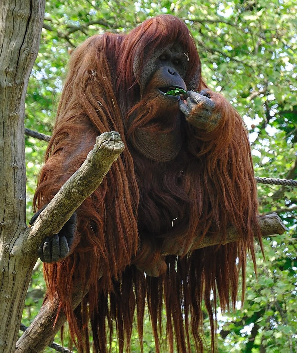 Orangutan. FOTO/wikipedia Orangutan