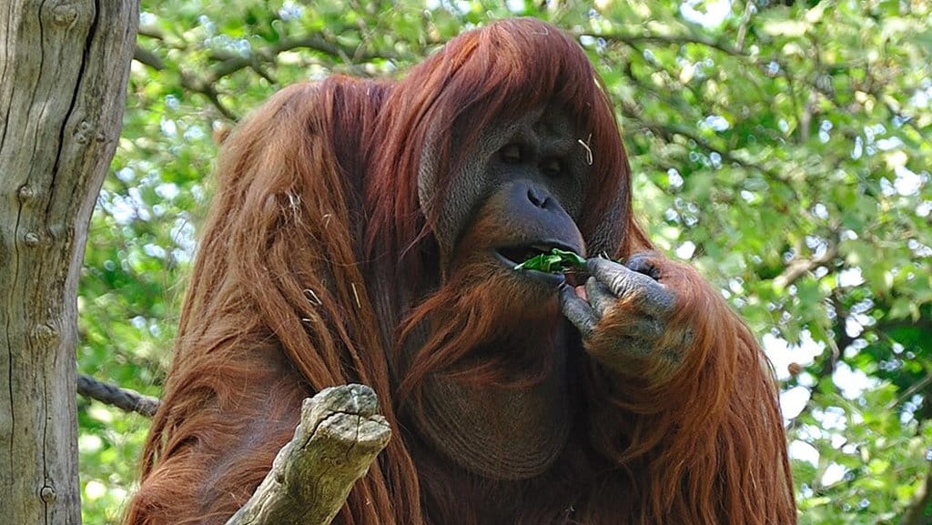 Gigantopithecus. FOTO/wikipedia Gigantopithecus