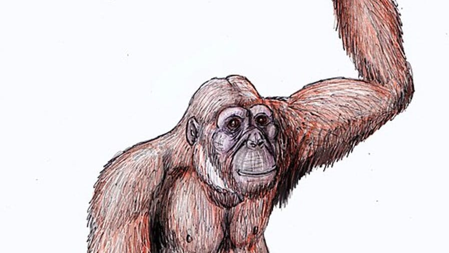 Gigantopithecus. FOTO/wikipedia Gigantopithecus