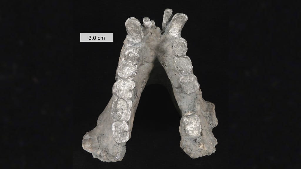 Rahang bawah Gigantopithecus blacki. (FOTO/Wilson44691/Wikipedia Commons) Cetakan rahang bawah Gigantopithecus blacki