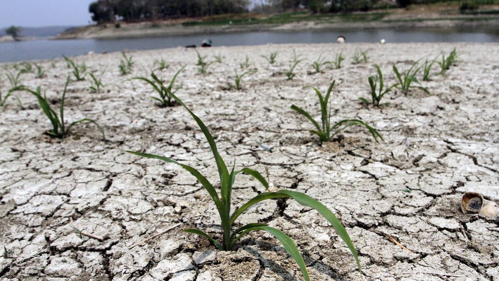 Lahan jagung di tepian Waduk Pondok mengalami kekeringan akibat air waduk surut lebih cepat di Desa Dampit, Bringin, Kabupaten Ngawi, Jawa Timur, Kamis (10/9/2026). Petani setempat tetap memanfaatkan lahan tepian waduk yang mengering saat musim kemarau untuk menanam padi dan jagung, meski berisiko gagal panen karena air waduk dapat kembali naik dan merendam tanaman atau surut terlalu cepat sehingga tanaman kekurangan air. ANTARA FOTO/Ari Bowo Sucipto/kye Pemanfaatan tepian waduk untuk pertanian
