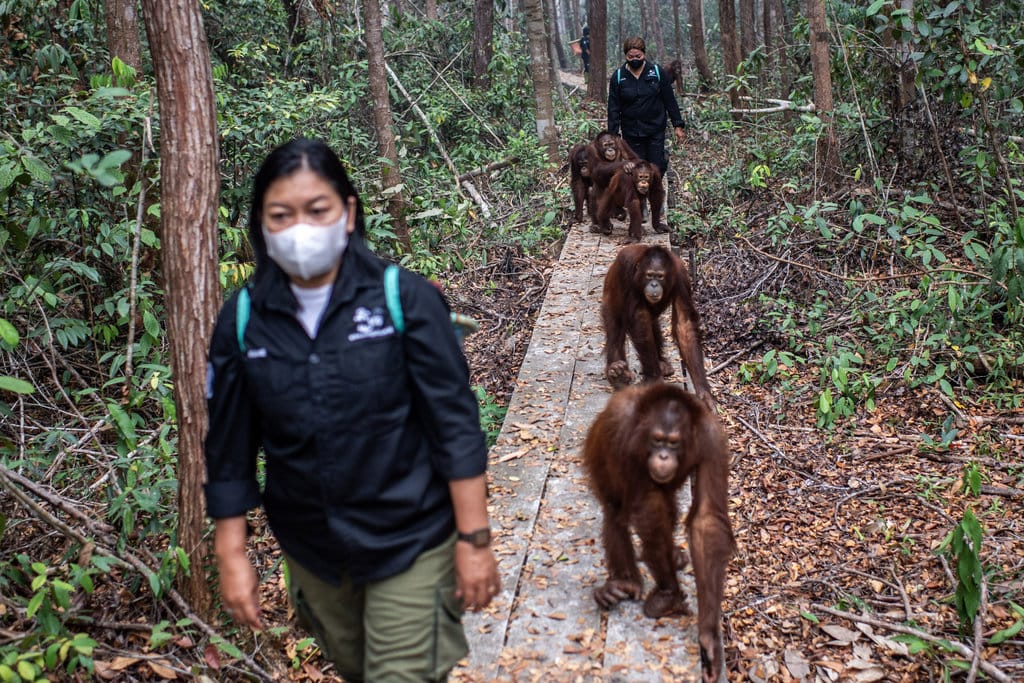 Sejumlah individu orang utan (Pongo pygmaeus) mengikuti pengasuhnya di Sekolah Orang Utan Nyaru Menteng, Palangka Raya, Kalimantan Tengah, Kamis (10/9/2026). ANTARA FOTO/Bayu Pratama S/tom. Asupan tambahan jaga kesehatan orang utan terdampak asap