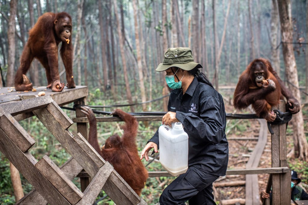 Pengasuh bersiap memberikan susu kepada sejumlah individu orang utan (Pongo pygmaeus) di Sekolah Orang Utan Nyaru Menteng, Palangka Raya, Kalimantan Tengah, Kamis (10/9/2026). ANTARA FOTO/Bayu Pratama S/tom. Asupan tambahan jaga kesehatan orang utan terdampak asap