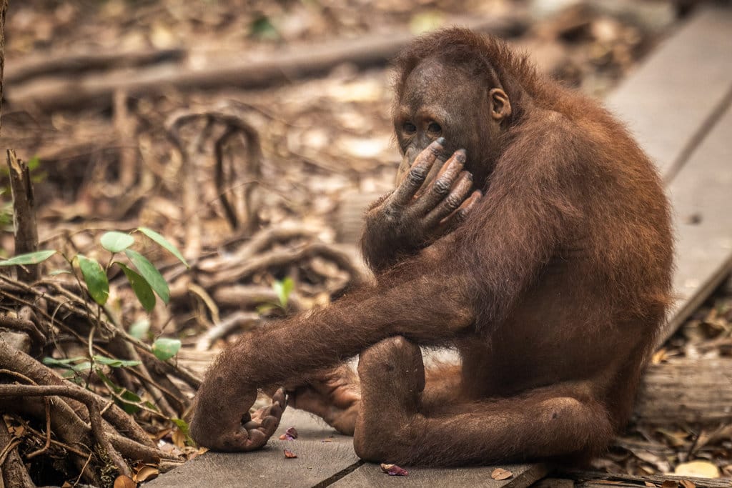 Satu individu orang utan (Pongo pygmaeus) bermain di Sekolah Orang Utan Nyaru Menteng, Palangka Raya, Kalimantan Tengah, Kamis (10/9/2026). ANTARA FOTO/Bayu Pratama S/tom. Asupan tambahan jaga kesehatan orang utan terdampak asap