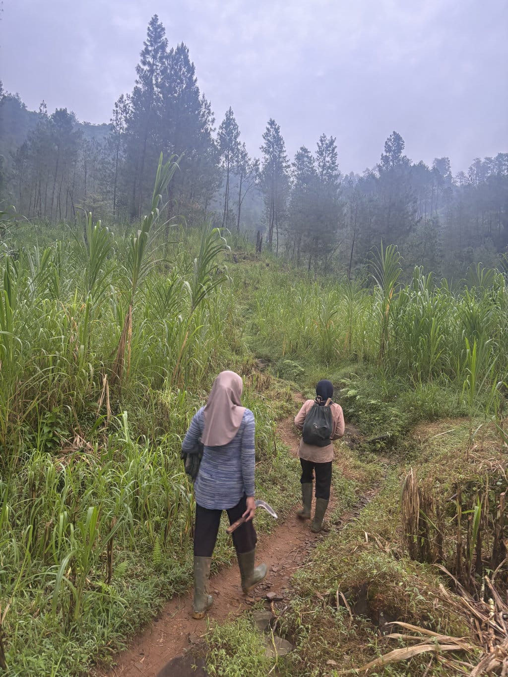 Siti mulai naik ke bukit untuk mencari rumput di lahan milik ibunya. tirto.id/Sekar Kinasih Seri Perempuan Petungkriyono
