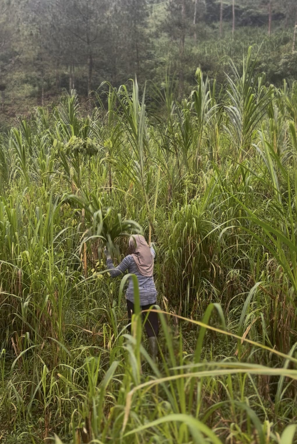 Siti menebas rumput gajah yang sudah tinggi. tirto.id/Sekar Kinasih Seri Perempuan Petungkriyono