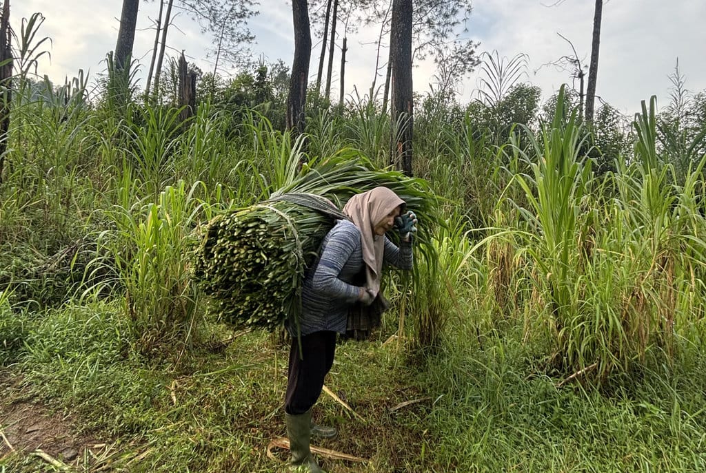 Siti menyeka keringat di dahi. Meski udara pagi hari dingin sekali, aktivitas mendaki bukit dan menebas rumput membuat tubuhnya berkeringat. tirto.id/Sekar Kinasih Seri Perempuan Petungkriyono