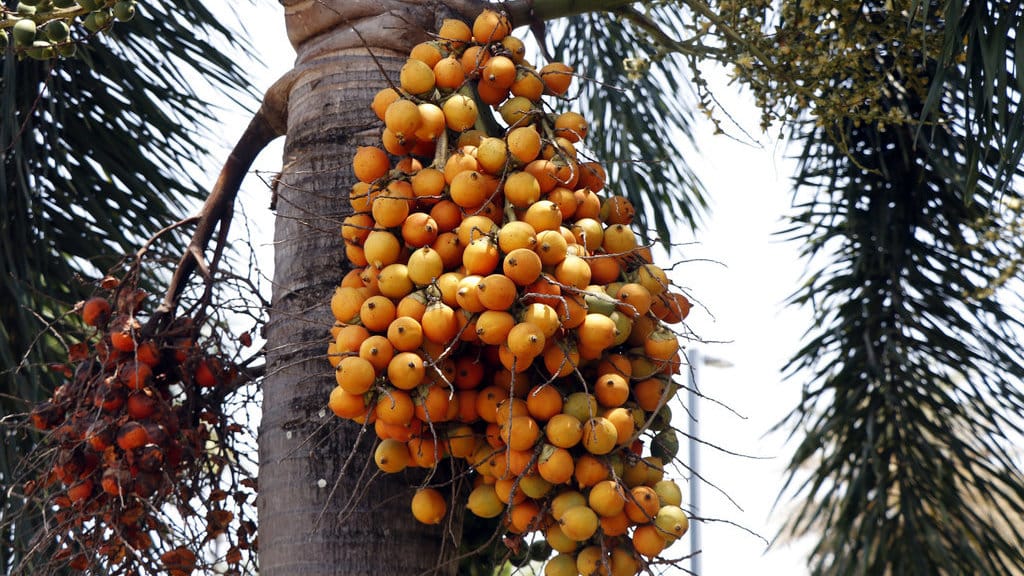 Buah pinang. FOTO/iStockphoto Buah pinang