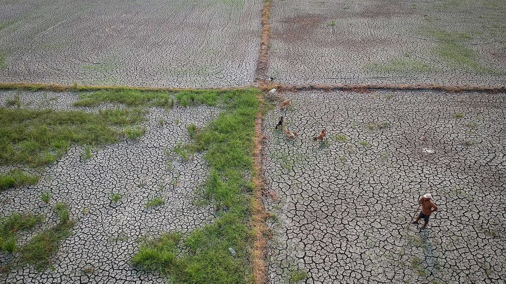 Foto udara warga menggembala kambing di lahan persawahan yang mengalami kekeringan di Mauk, Kabupaten Tangerang, Banten, Rabu (23/9/2026). Dinas Pertanian Provinsi Banten mencatat hingga 14 September 2026, luas lahan persawahan yang terdampak kekeringan akibat musim kemarau di sejumlah daerah di Provinsi Banten mencapai 2.897,55 hektare. ANTARA FOTO/ Putra M. Akbar/kye Luas lahan persawahan terdampak kekeringan di Banten