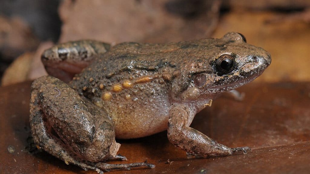 Katak Adenomera Varcena. FOTO/commons.wikimedia.org/Renato Augusto Martins Katak Adenomera Varcena