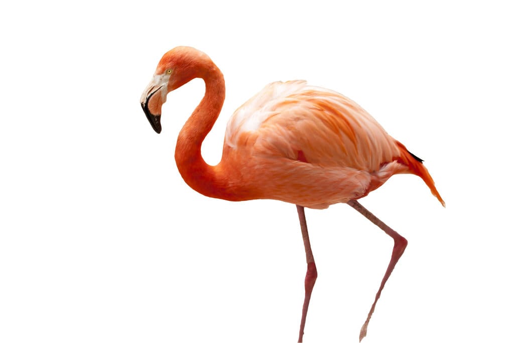 Flamingo. FOTO/iStockphoto Flamingo